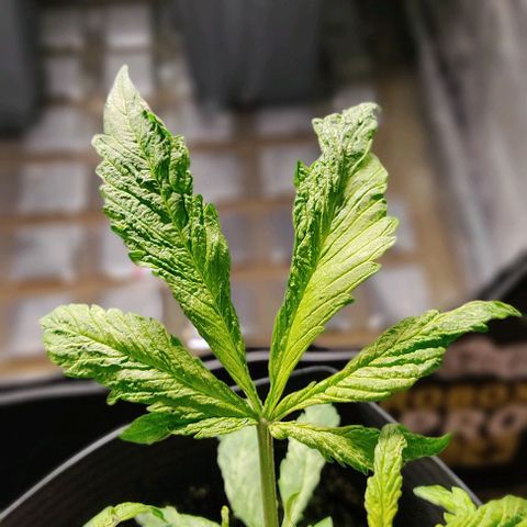 🔴 Auto Black Bird  growlog timeline photo