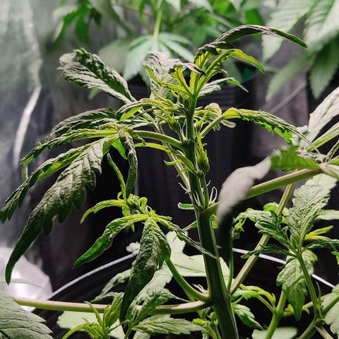 🔴 Auto Black Bird  growlog timeline photo