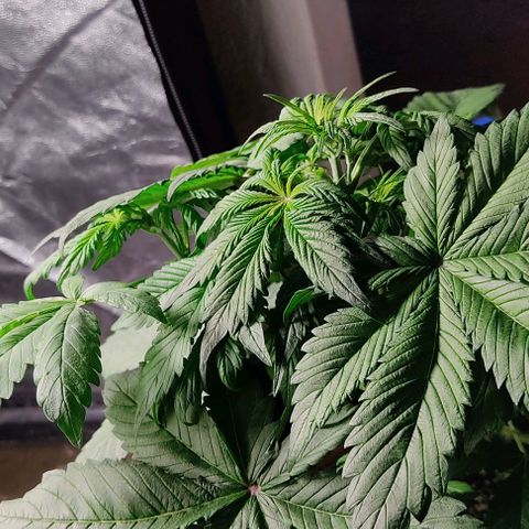 🔴 Auto Black Bird 2 growlog timeline photo