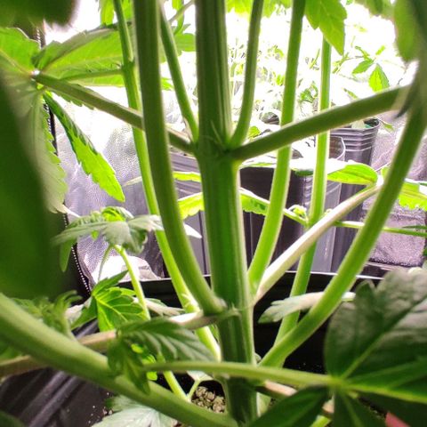 🔴 Auto Black Bird 2 growlog timeline photo