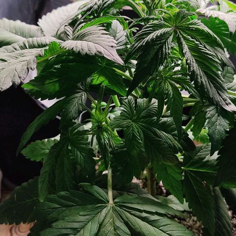 🔴 Auto Black Bird 2 growlog timeline photo
