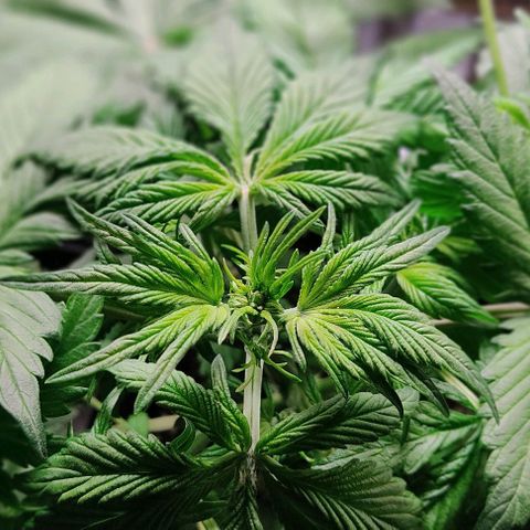 🔴 Auto Black Bird 2 growlog timeline photo