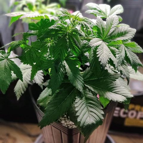 🔴 Auto Black Bird 2 growlog timeline photo