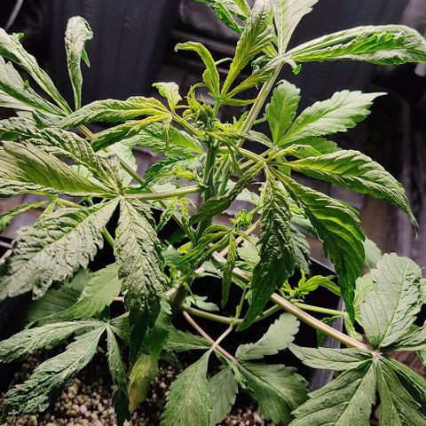 🔴 Auto Black Bird  growlog timeline photo