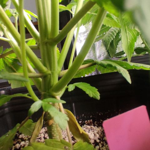 🔴 Auto Black Bird 2 growlog timeline photo