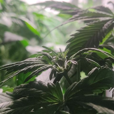 🔴 Auto Black Bird 2 growlog timeline photo