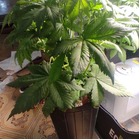 🔴 Auto Black Bird 2 growlog timeline photo