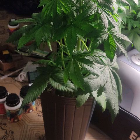 🔴 Auto Black Bird 2 growlog timeline photo