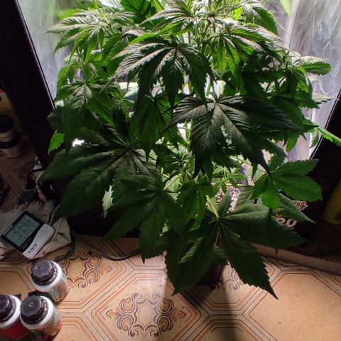 🟢 Auto Bloody fruit grape 🍇 growlog timeline photo
