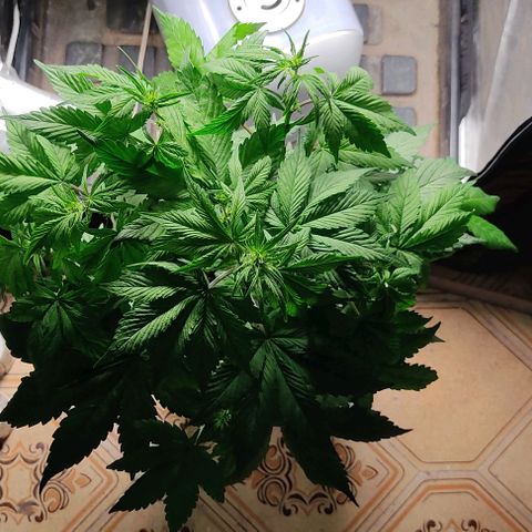 🟢 Auto Bloody fruit grape 🍇 growlog timeline photo