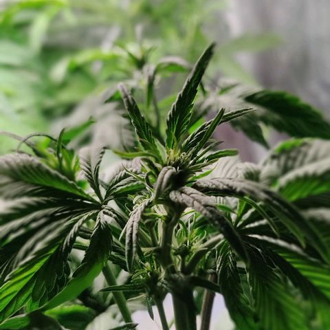 🟢 Auto Bloody fruit grape 🍇 growlog timeline photo