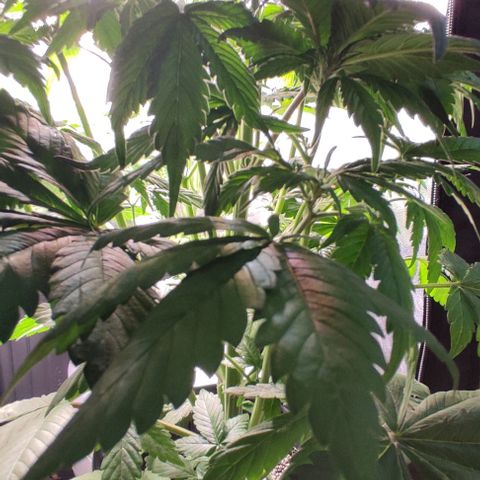 🟢 Auto Bloody fruit grape 🍇 growlog timeline photo