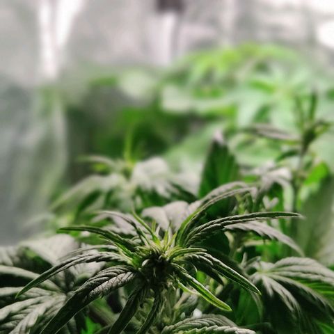 🟢 Auto Bloody fruit grape 🍇 growlog timeline photo
