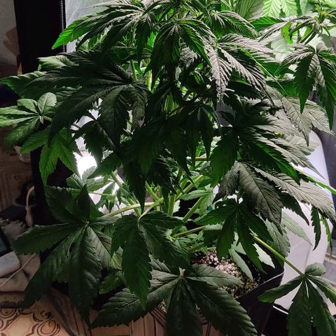🟢 Auto Bloody fruit grape 🍇 growlog timeline photo