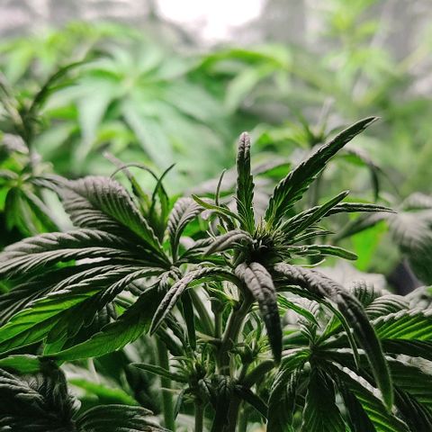 🟢 Auto Bloody fruit grape 🍇 growlog timeline photo