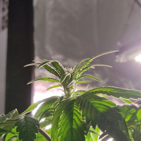 🟢 Auto Bloody fruit grape 🍇 growlog timeline photo