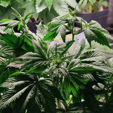 🟢 Auto Bloody fruit grape 🍇 growlog timeline photo