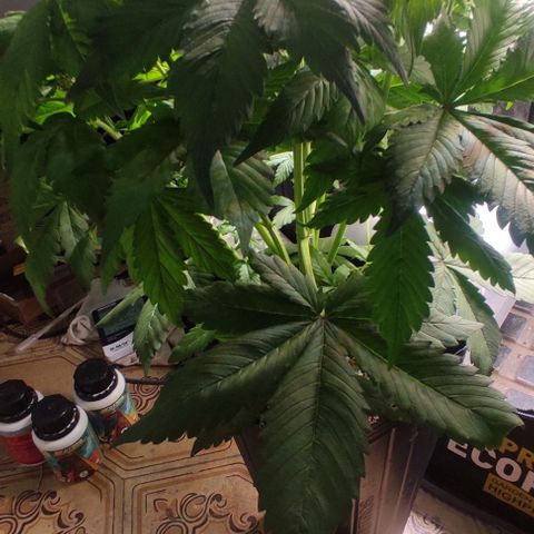 🔴 Auto Black Bird 2 growlog timeline photo