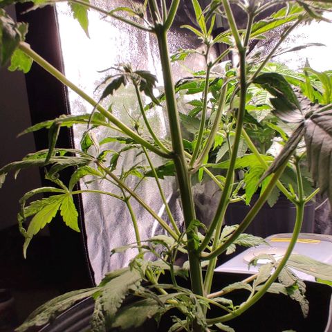 🔴 Auto Black Bird  growlog timeline photo
