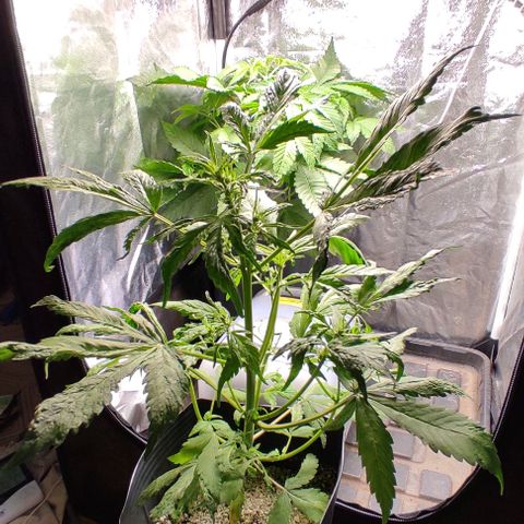 🔴 Auto Black Bird  growlog timeline photo
