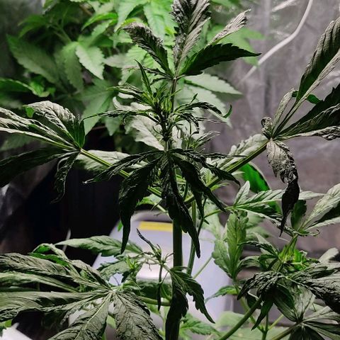 🔴 Auto Black Bird  growlog timeline photo