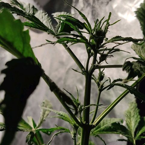 🔴 Auto Black Bird  growlog timeline photo