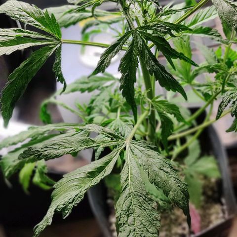 🔴 Auto Black Bird  growlog timeline photo