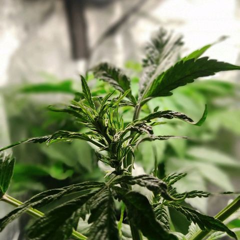 🔴 Auto Black Bird  growlog timeline photo