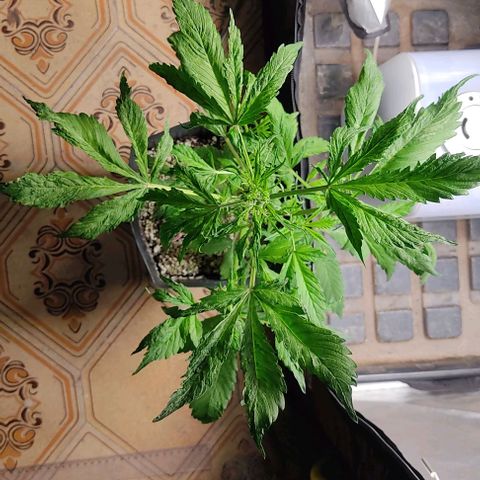 🔴 Auto Black Bird  growlog timeline photo