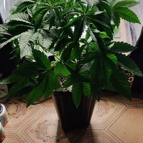 🔵 Foto Tropical Scout  growlog timeline photo