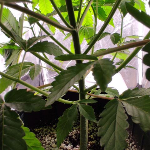 🔵 Foto Tropical Scout  growlog timeline photo
