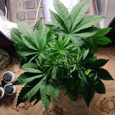🔵 Foto Tropical Scout  growlog timeline photo