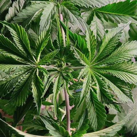 🔵 Foto Tropical Scout  growlog timeline photo