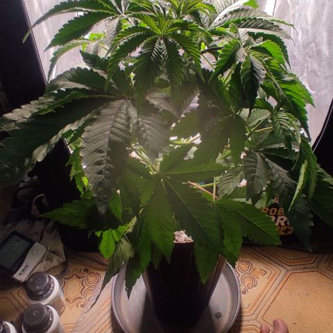 🔵 Foto Tropical Scout  growlog timeline photo