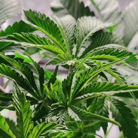 🔵 Foto Tropical Scout  growlog timeline photo