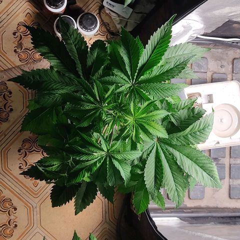 🔵 Foto Tropical Scout  growlog timeline photo