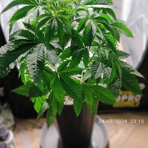 🔵 Foto Tropical Scout  growlog timeline photo