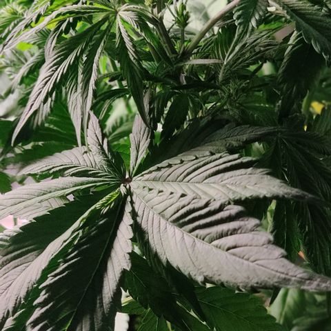 🔴 Auto Black Bird 2 growlog timeline photo