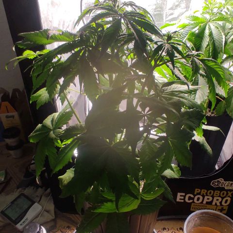 🔴 Auto Black Bird 2 growlog timeline photo