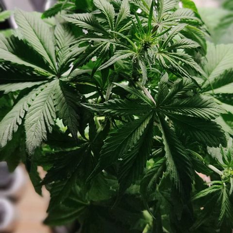 🔴 Auto Black Bird 2 growlog timeline photo