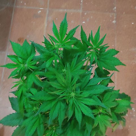 🟢 Auto Bloody fruit grape 🍇 growlog timeline photo