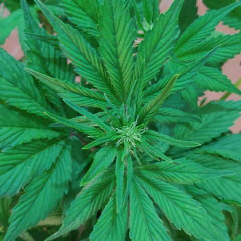 🟢 Auto Bloody fruit grape 🍇 growlog timeline photo
