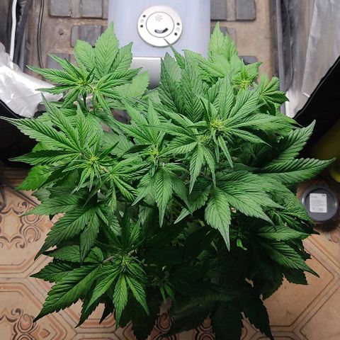 🟢 Auto Bloody fruit grape 🍇 growlog timeline photo