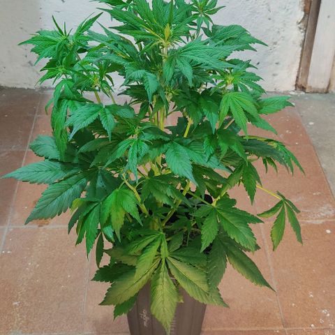 🟢 Auto Bloody fruit grape 🍇 growlog timeline photo