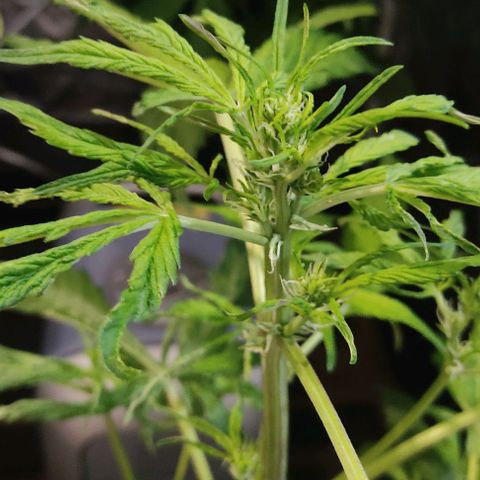 🔴 Auto Black Bird  growlog timeline photo