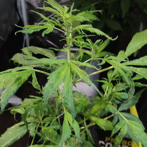 🔴 Auto Black Bird  growlog timeline photo