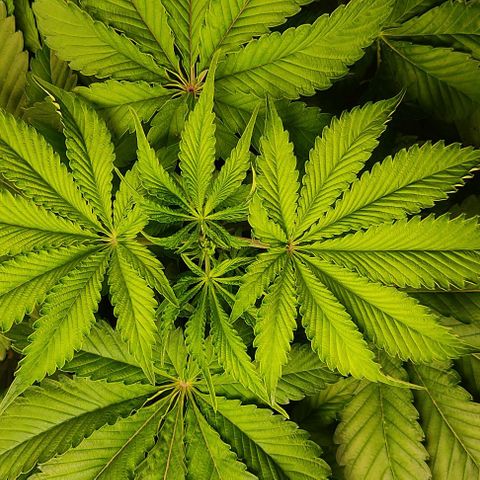 🔵 Foto Tropical Scout  growlog timeline photo
