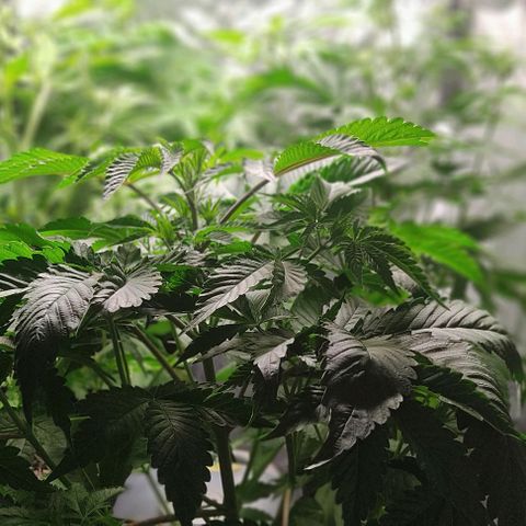 🔵 Foto Tropical Scout  growlog timeline photo