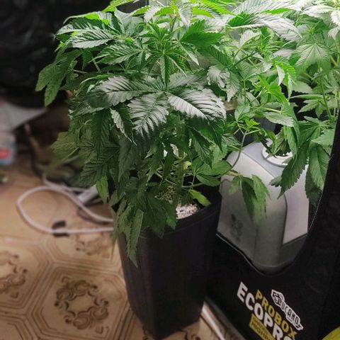 🔵 Foto Tropical Scout  growlog timeline photo