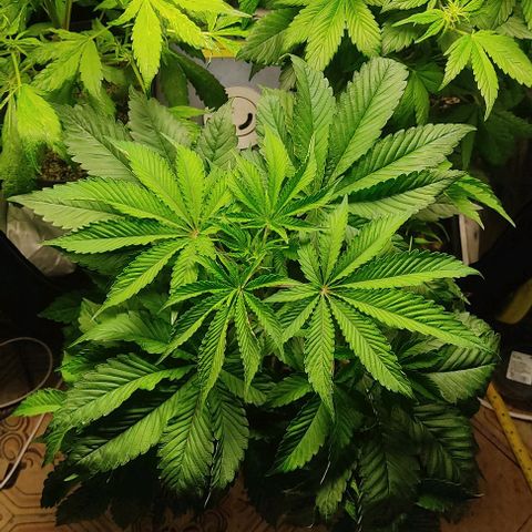 🔵 Foto Tropical Scout  growlog timeline photo